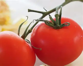 1778415693_tomato.webp