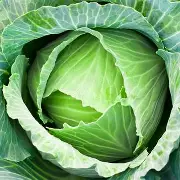 1778415766_cabbage.webp
