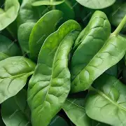1778416268_palak.webp