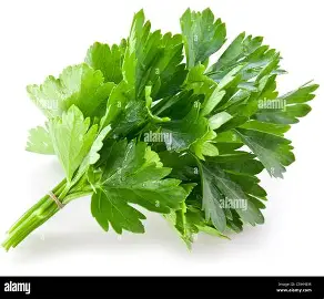 1778416376_corriander.webp