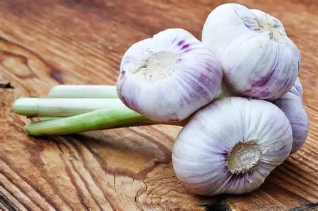 1778416795_garlic.webp