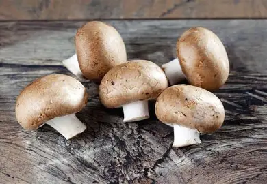 1778419058_mushroom.webp